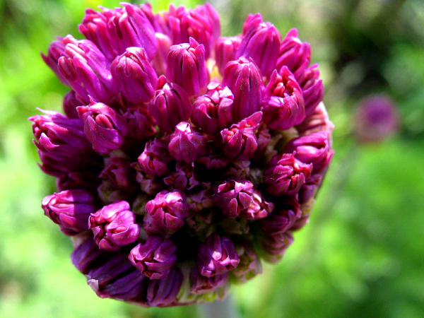Zierlauch (Allium "Purple Sensation") ist nicht nur beim Aufblühen ein Erlebnis. Zum einen zieht er faszinierende Wildbienen an, zum anderen bildet er bis zum Herbst wunderschöne Fruchtstände aus.
