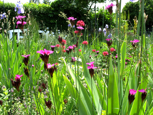 Im Steppengarten werden heimische Pflanzen wie die Karthäusernelke (Dianthus carthusianorum), Karde und andere mit einbezogen.