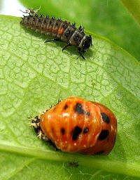 Marienkäfer halten Blattläuse in Schach, ohne, dass der Mensch eingreifen muss. Oben: Marienkäferlarve. Unten: Verpuppte Marienkäferlarve, die sich in Kürze zum Käfer verwandelt.