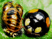Verwandlung vollzogen: Dieser Marienkäfer ist soeben geschlüpft. Links noch die (leere) Hülle des "Puppenstadiums".