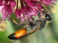 Männchen der zu den Grabwespen zählenden Heuschreckensandwespe (Sphex funerarius = rufocinctus) auf Kopflauch (Allium sphaerocephalon)