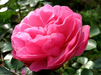 In den Schaugärten sind etliche Rosensorten zu bewundern. Hier die romantische Nostalgierose (Beetrose) "Leonardo da Vinci".