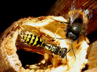 Feldwespe (links) und Männchen der gehörnten Mauerbiene (rechts)
