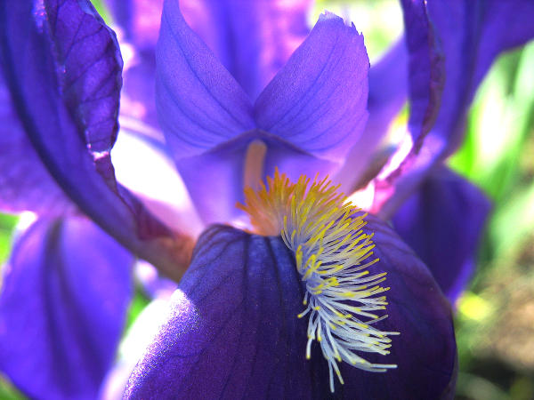 Der Naturerlebnisgarten beherbert viele schöne Iris-Arten und -sorten.