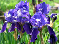 In großer Zahl zu bewundern gibt es die verschiedenen Formen der Iris: Von Zwerg- bis hoher Bartiris sind jeweis etliche Sorten vertreten.