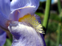 Hohe Bartiris (Iris-Elatior-Hybride)