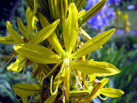 Junkerlilie (Asphodeline lutea)