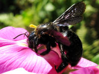Blaue Holzbiene - die größte heimische Wildbiene an Staudenwicke