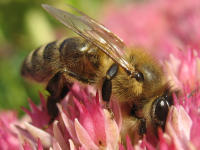 Honigbiene auf Fetthenne (Sedum telephium "Herbstfreude")